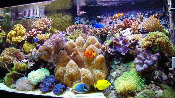 Aquarium Paradise Picture 9