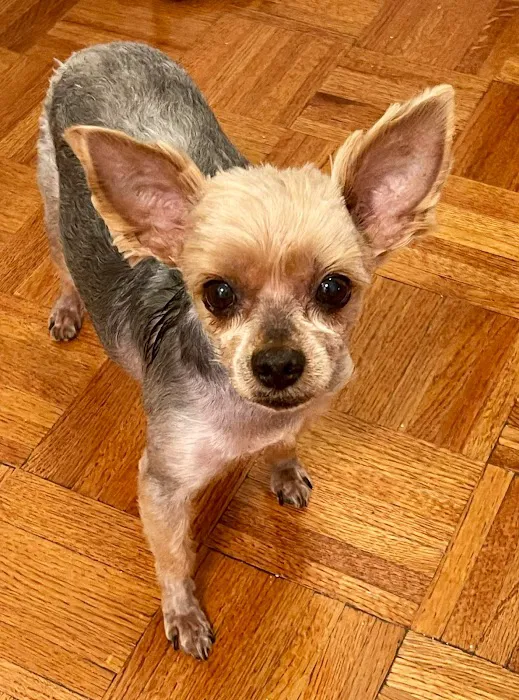 PetVax - At-Home Pet Vaccination Service Picture 1