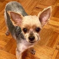 PetVax - At-Home Pet Vaccination Service ico