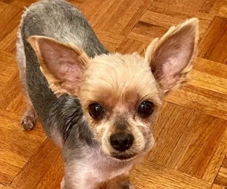 PetVax - At-Home Pet Vaccination Service