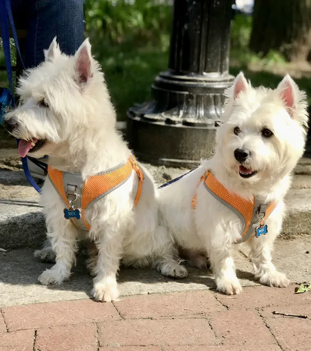 PetVax - At-Home Pet Vaccination Service Picture 10