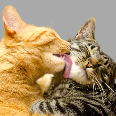 PetVax - At-Home Pet Vaccination Service Picture 5