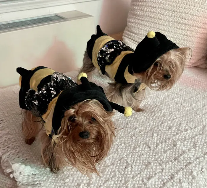 PetVax - At-Home Pet Vaccination Service Picture 7