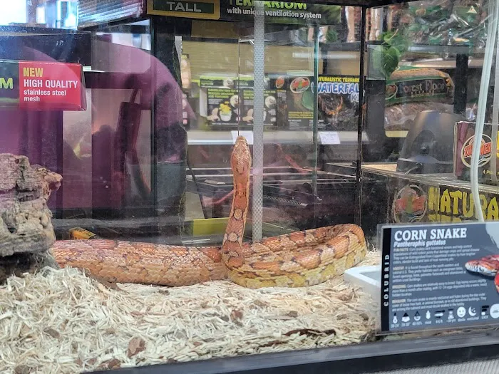 Spider Shoppe Exotic Pets & Supplies Picture 5