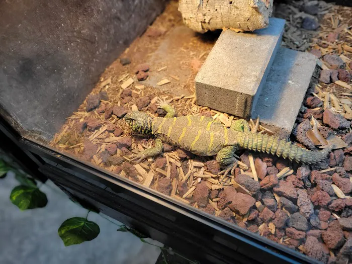 Spider Shoppe Exotic Pets & Supplies Picture 2