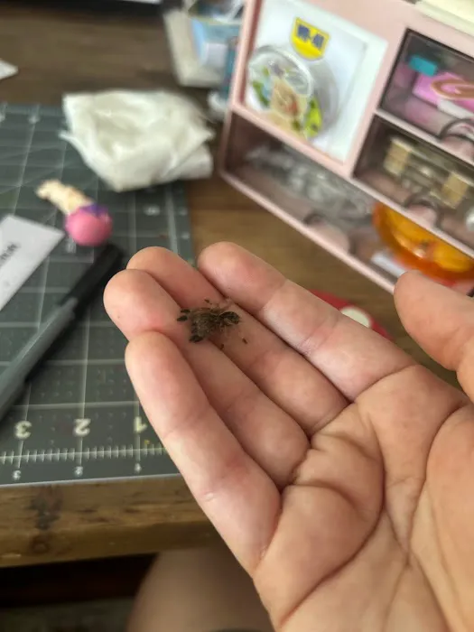 Spider Shoppe Exotic Pets & Supplies Picture 6