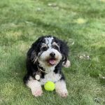 Hudson Valley Veterinary Dermatology - NYC
