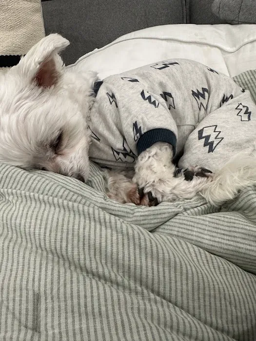 Hudson Valley Veterinary Dermatology - NYC Picture 8
