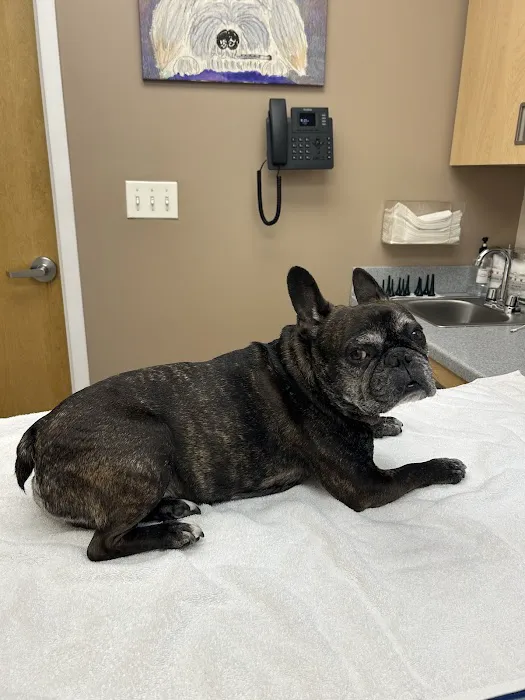 Hudson Valley Veterinary Dermatology - NYC Picture 4