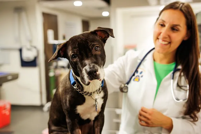 Pure Paws Veterinary Care of Hell's Kitchen Picture 9