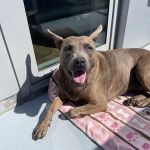 Pure Paws Veterinary Care of Hell's Kitchen