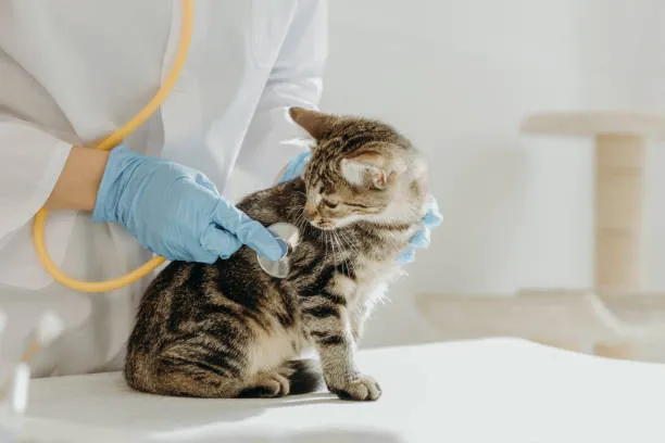 Pure Paws Veterinary Care of Hell's Kitchen Picture 3