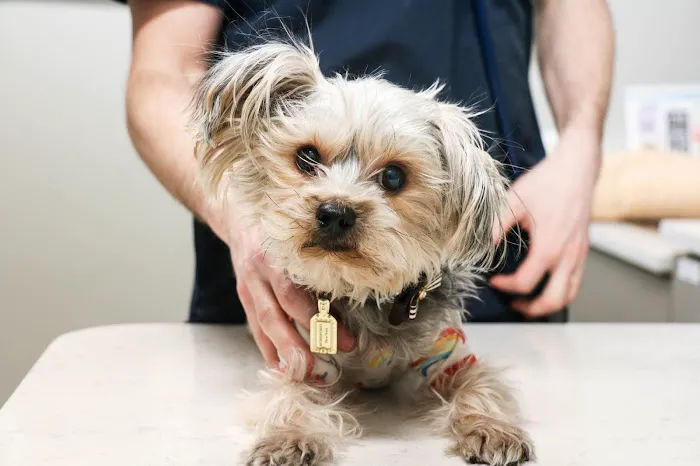Pure Paws Veterinary Care of Hell's Kitchen Picture 2