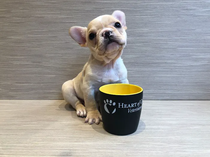 Heart of Chelsea Veterinary Group - Hell's Kitchen Picture 8