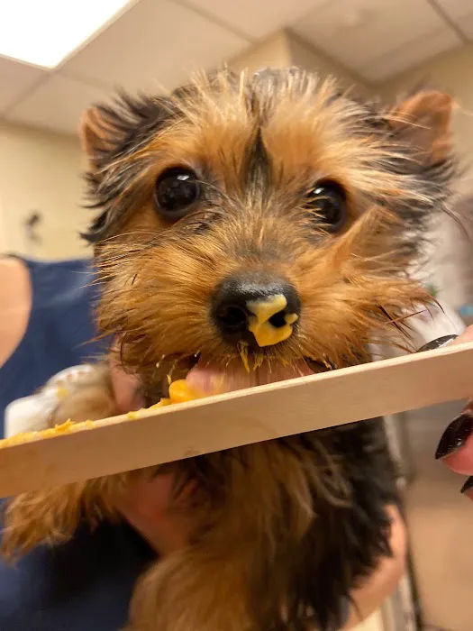 Heart of Chelsea Veterinary Group - Hell's Kitchen Picture 7