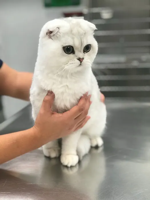 Heart of Chelsea Veterinary Group - Hell's Kitchen Picture 9