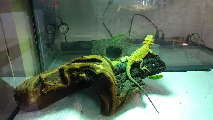 White Hot Dragons Picture 3