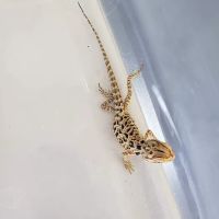 White Hot Dragons ico
