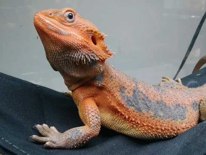 White Hot Dragons Picture 9