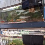 Asia Gift & Aquarium