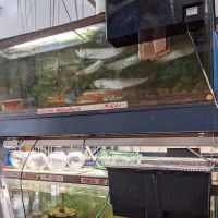 Asia Gift & Aquarium ico