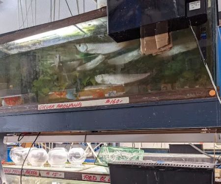 Asia Gift & Aquarium