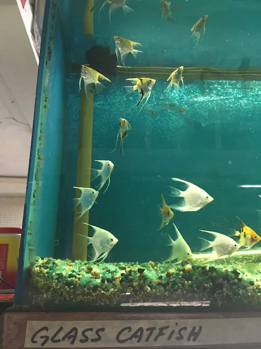 Asia Gift & Aquarium Picture 9