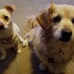 sbpetspuppliesboutique