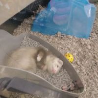Petco ico
