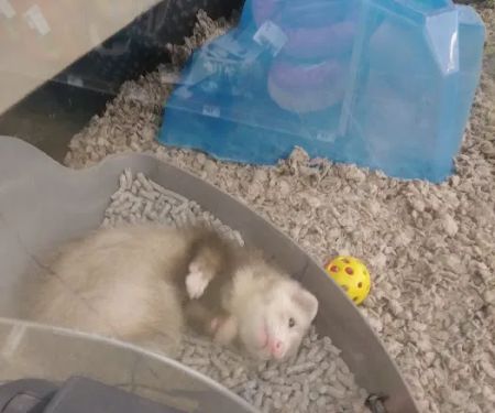 Petco