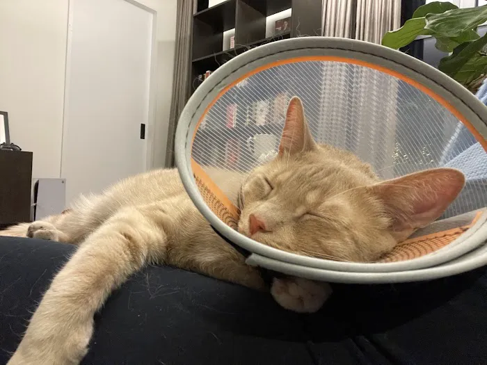 West Village Veterinary Hospital Picture 3