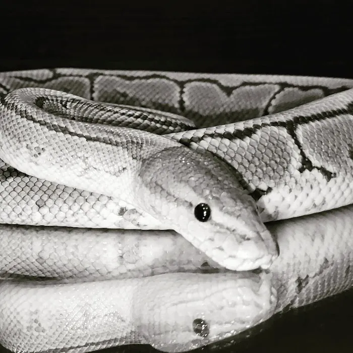 Snakes and Stones Picture 2