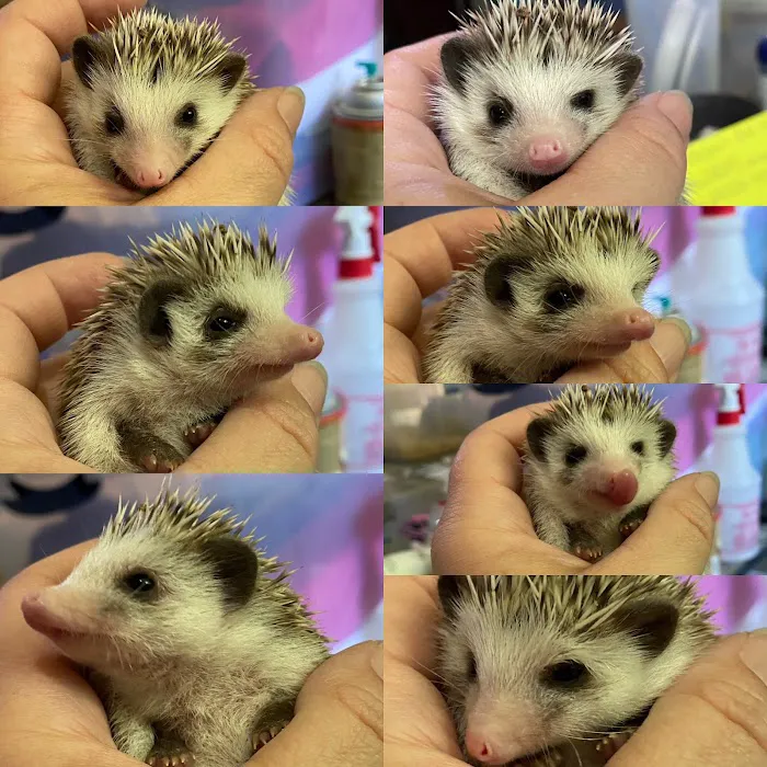 Hedgehog Garden Picture 7