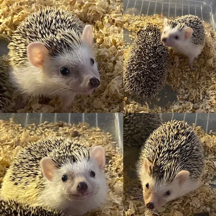 Hedgehog Garden Picture 5