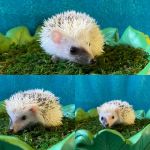 Hedgehog Garden