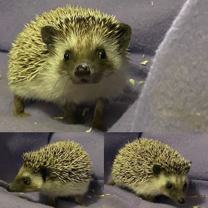 Hedgehog Garden Picture 4
