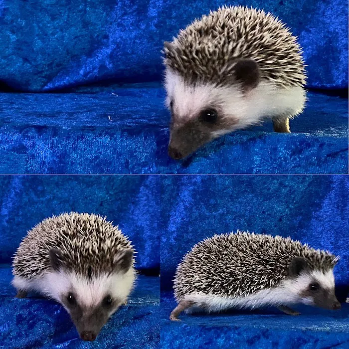 Hedgehog Garden Picture 6