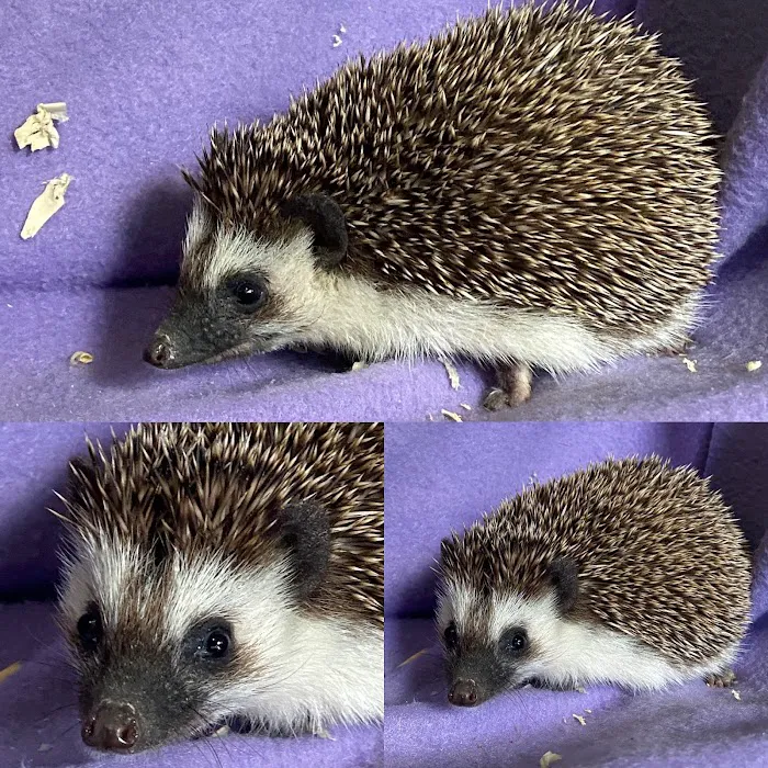 Hedgehog Garden Picture 10
