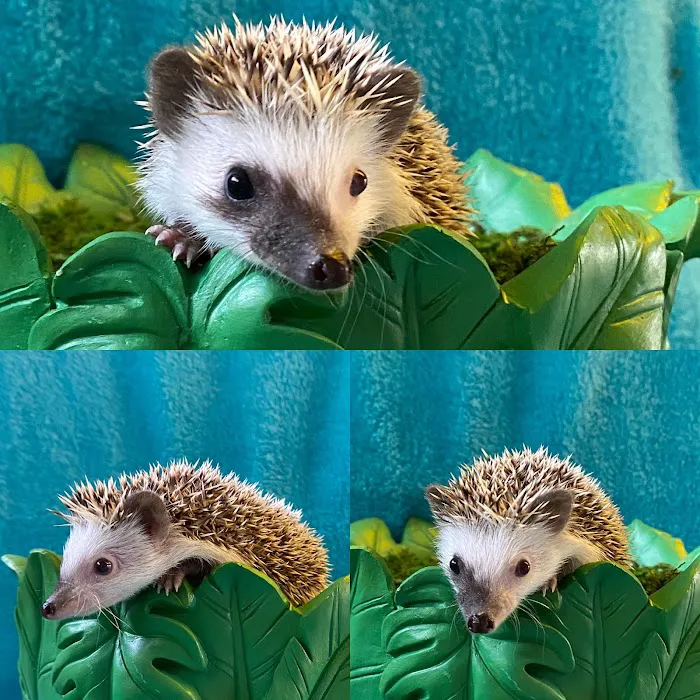 Hedgehog Garden Picture 9