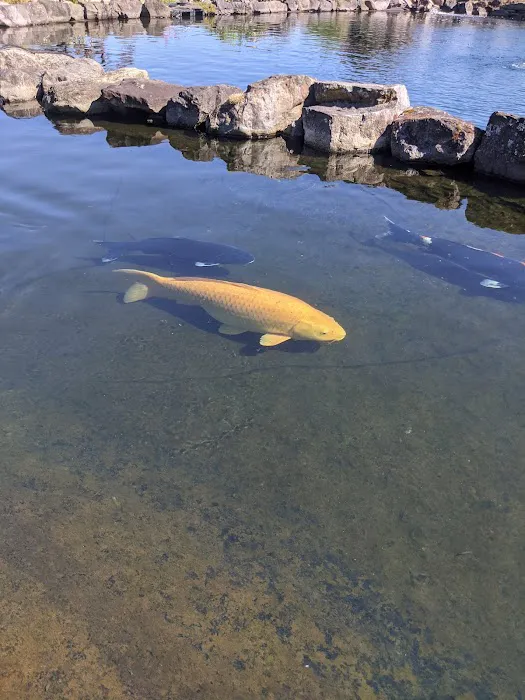 Hoshi Koi Picture 6