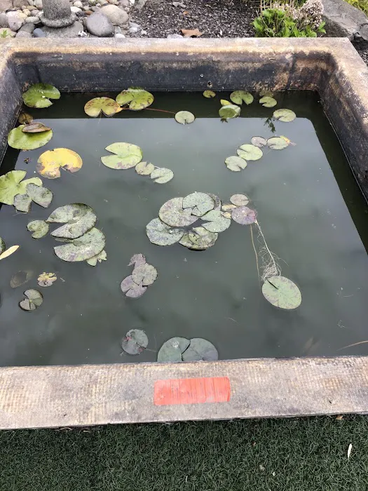 Hoshi Koi Picture 1