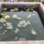 Hoshi Koi