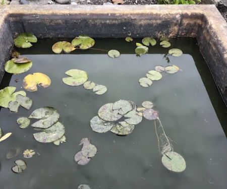 Hoshi Koi