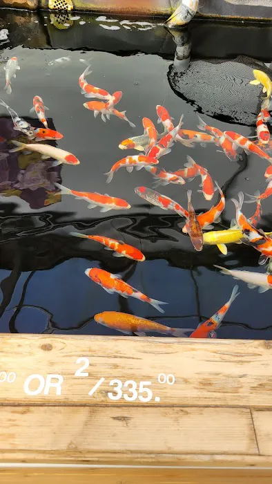 Hoshi Koi Picture 7