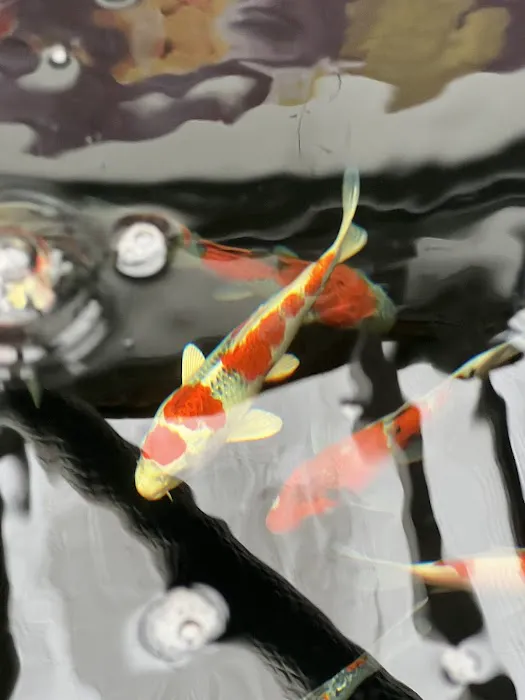 Hoshi Koi Picture 9