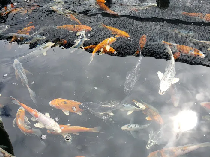 Hoshi Koi Picture 5