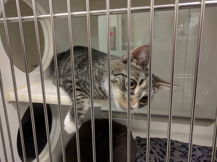 West Chelsea Veterinary Picture 10