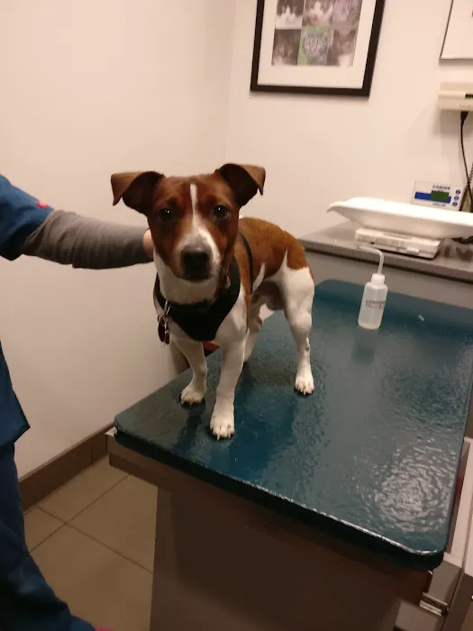 West Chelsea Veterinary Picture 2