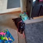 Hello Ralphie New York Online Veterinarian