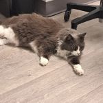 Veterinary Eye Center of New York City (Hell's Kitchen)